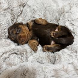 Reese - AKC - Chocolate and tan male Dachshund puppy in Sterling, Colorado from Country Chics Doxies