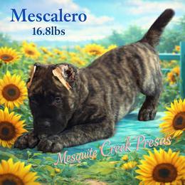 Mescalero - Tiger male Perro de Presa Canario puppy in Horizon, Texas from Mesquite Creek Kennels