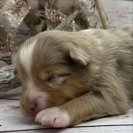 RMM - Red merle male Toy Australian Shepherd puppy in Lindale, Texas from Circle JTS Ranch