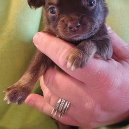 Speedy - Chocolate female Chihuahua puppy in Amity, Pennsylvania from Baxters Chihuahuas