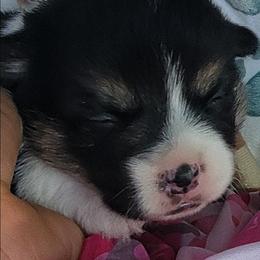 Pink camo bandana girl - Black and tan female Pembroke Welsh Corgi puppy in Cherokee, Oklahoma from MCS Farms-OK