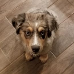 Miniature Australian Shepherds from MCDCDD-RANCH