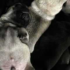 Pugs from Sonja Wing