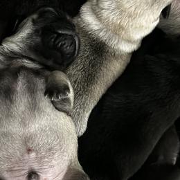 Pugs from Sonja Wing