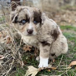Darla - Red merle female Australian Shepherd puppy in Hubbard, Texas from Poston Paddock Aussies LLC