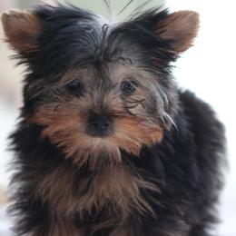 Boy 2 - male Yorkshire Terrier puppy in Hughesville, Missouri from Puppykiss4u