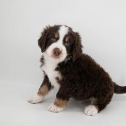 Australian Mountain Doodle Puppies from Brick House Farm Doodles