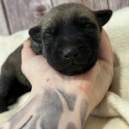 Girl 4 - Fawn female xDutch Shepherd puppy in Clarksville, Tennessee from Vuurhart Herders