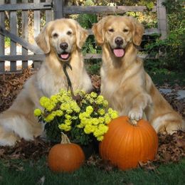 Golden Retrievers from Lori Copsey's Golden Retrievers
