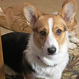 Gypsy - Pembroke Welsh Corgi