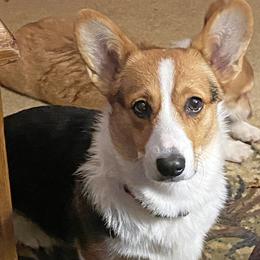 Gypsy - Pembroke Welsh Corgi