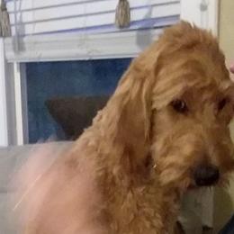 Goldendoodles and Poodles from Capens' Doodles,Poodles and Poo's