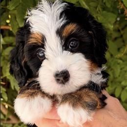 Red Girl - Tri-color female Bernedoodle puppy in Gilbert, Arizona from Azteddybeardoodles