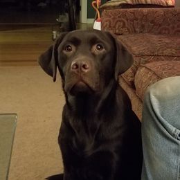 Oakley  - Labrador Retriever