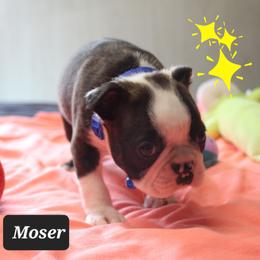 Moser - Brindle and white male Boston Terrier puppy in Brooksville, Florida from Delamorés Pups