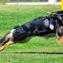 German Shepherds from Grothaus K9 Working German Shepherds