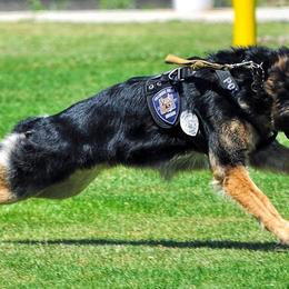 German Shepherds from Grothaus K9 Working German Shepherds