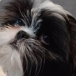 Shih Tzus from Home Brew Shih Tzu