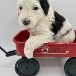 Fuchsia collar - Black and white female Sheepadoodle puppy in Camden, North Carolina from Luv My Doodle