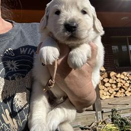 Boy 1 - Light golden male Golden Retriever puppy in Boise, Idaho from Clear Creek Goldens