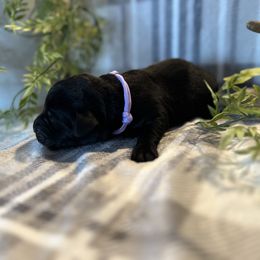 Labrador Retriever Puppies from Bagby Family Labradors