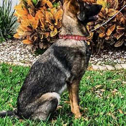 German Shepherds from Mov Kardia