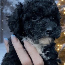 Jeff - Black male Poodle puppy in Orlando, Florida from Denise’s Puppies
