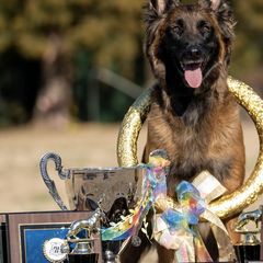 Belgian Tervuren from Golden Wind