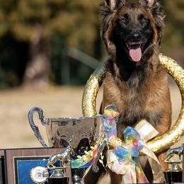 Belgian Tervuren from Golden Wind