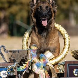 Belgian Tervuren from Golden Wind