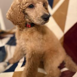 Steiner - Cream male Poodle puppy in Dayton, Washington from Country Sundance Poodles