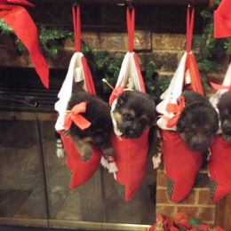 German Shepherd Puppies from Semper Fi K-9