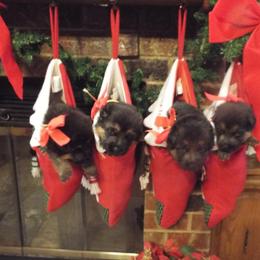 German Shepherd Puppies from Semper Fi K-9