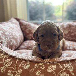 Hunter - Red male Australian Labradoodle puppy in Summerfield, North Carolina from Four Oaks Labradoodles