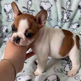 Hawthorne - Fawn male French Bulldog puppy in Galt, California from The three little frenchies