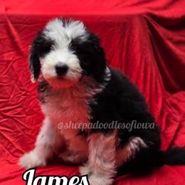 James - Black and white male Sheepadoodle puppy in Iowa Falls, Iowa from Sheepadoodles of Iowa