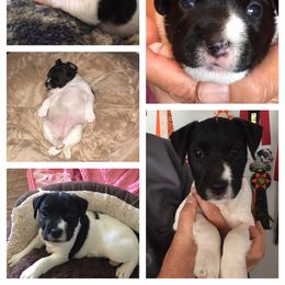 Jack Russell Terrier Puppies from Gem Dandy Jack Russell Terriers