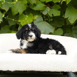 Chai - Tri-color female Bernedoodle puppy in Spokane, Washington from Lilac City Doodles