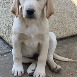 Labrador Retriever Puppies from Solano Retrievers
