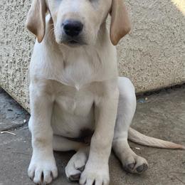 Labrador Retriever Puppies from Solano Retrievers
