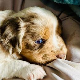 Rusty - Red merle male Miniature Australian Shepherd puppy in Hagerstown, Maryland from Renegade Kennels