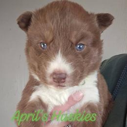 Girl 2 - Red and white female Siberian Husky puppy in Terre Haute, Indiana from April's Huskies