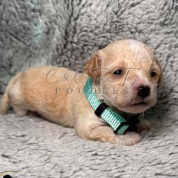 Finn - Cream male Poodle puppy in Austin, Texas from C & C Texas Toy Poodles