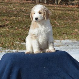 Goldendoodle Puppies from Happy Valley Doodles