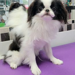 ASTRAGUS LEONARDO - White and black male Japanese Chin puppy in Kissimmee, Florida from kennel ASTRAGUS