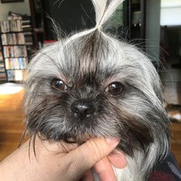 Sassy - Shih Tzu