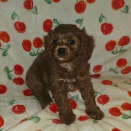 Duke - Red male Cavapoo puppy in Copan, Oklahoma from Lebel Cavapoos