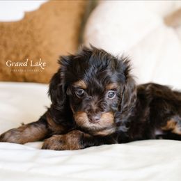 Lucy - Brown female Schnoodle puppy in Grove, Oklahoma from Grand Lake Poodles & Doodles