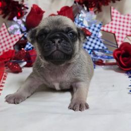 Fawn Boy - Fawn male Pug puppy in Tulsa, Oklahoma from Locust Creek Pugs & Japanese Chin's