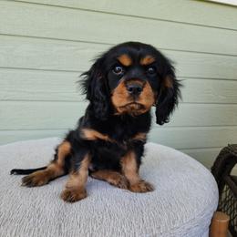 Prince - Black and tan male Cavalier King Charles Spaniel puppy in Nampa, Idaho from Heart Mountain Cavaliers & Floating Feathers Kennel